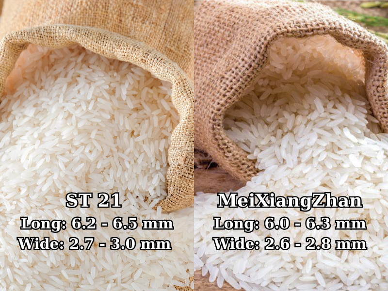 COMPARE ST21 RICE FROM VIETNAM AND MEIXIANGZHAN RICE FROM CHINA ...